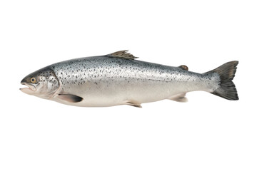 fresh salmon isolated on transparent background.