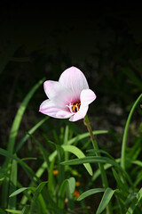 可憐な一輪のピンクのハブランサスの花