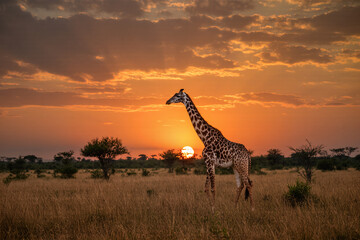 8K ultra-realistic wide photo of giraffe standing in savanna at sunset with sharp textures and dramatic orange sky