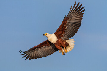 8K ultra-realistic photo of eagle soaring in blue sky with wings spread wide, sharp feather details, bright sunlight