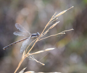 dragonfly on grass