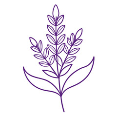 lavender silk lilac flower line art vector on white background