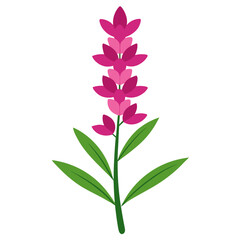 loosestrife lythrum salicaria on white