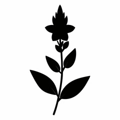 loosestrife lythrum salicaria silhouette on white background