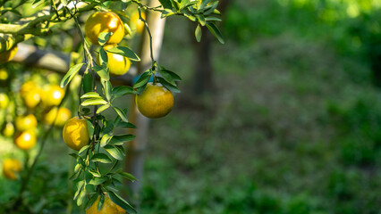 Orchard Bounty: A vibrant shot capturing ripe oranges hanging gracefully from a sun-drenched tree...