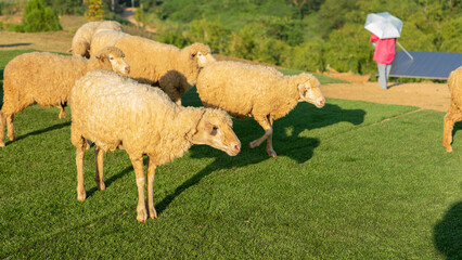 Sheep in the Green Field: A herd of fluffy sheep graze peacefully on a vibrant green field. The...