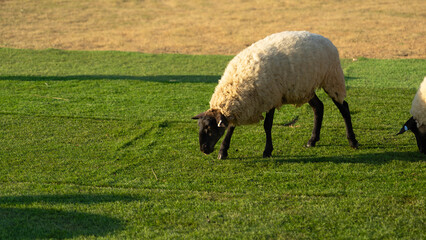 Fototapeta premium A Sheep's Afternoon Meal: A single sheep grazes peacefully on vibrant green grass with gentle light, embodying the essence of rural tranquility and natural beauty.