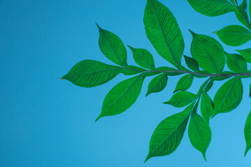 vibrant green leaves are extending upward against abstract clear blue background. sunlight enhances freshness foliage, creating serene atmosphere. close up.