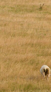 Sheep Grazing in Golden Highland Field at Dusk