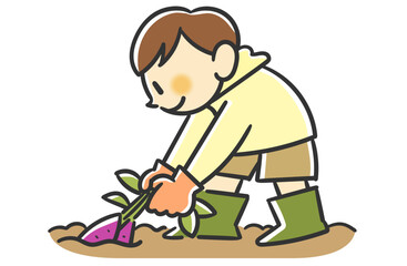 さつまいもを掘る男の子