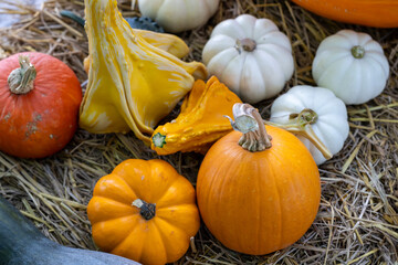 Display of pumpkin and gourd from harvest fair festival with many homegrown and heirloom species that has been organically grown locally for fall and autumn season