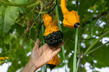 Hand of farmer picking fresh fancy gourd in polytunnel of organics vegetables garden for harvest season and healthy diet food in countryside homestead for longevity and retirement activity