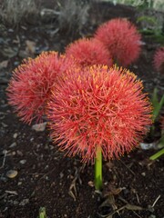 december flower on raini season