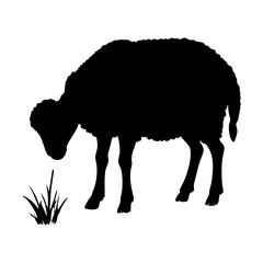 Silhouette of a Sheep Grazing on Grass