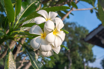 plumeria flower on the tree