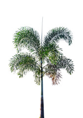 palm tree isolated on white
