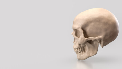 The Skull for Education or Sci concept 3d Rendering.