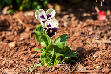 Lawn Aeration, Soil Plugs, Mulch, Wood Chip Texture, Fertilizer Spreader and Lawn Equipment