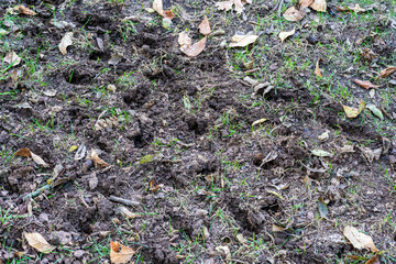 Lawn Aeration, Soil Plugs, Mulch, Wood Chip Texture, Fertilizer Spreader and Lawn Equipment