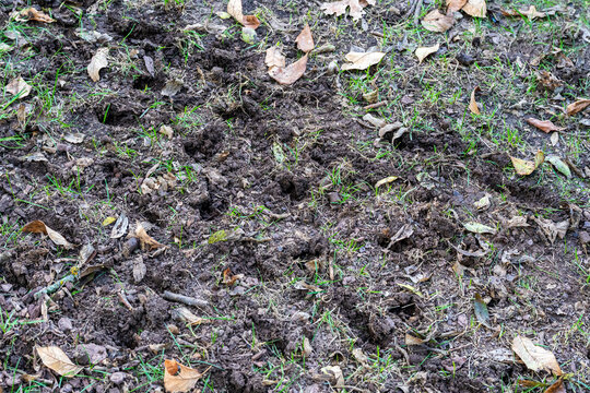 Lawn Aeration, Soil Plugs, Mulch, Wood Chip Texture, Fertilizer Spreader and Lawn Equipment