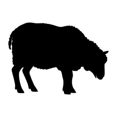 Silhouette of a Sheep on a White Background