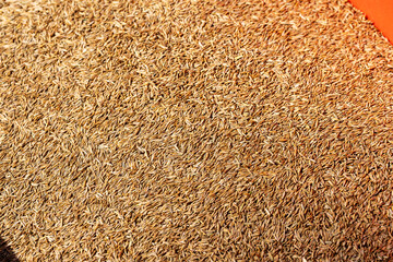 Lawn Aeration, Soil Plugs, Mulch, Wood Chip Texture, Fertilizer Spreader and Lawn Equipment