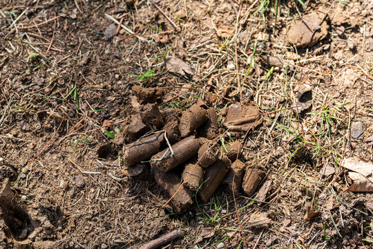 Lawn Aeration, Soil Plugs, Mulch, Wood Chip Texture, Fertilizer Spreader and Lawn Equipment
