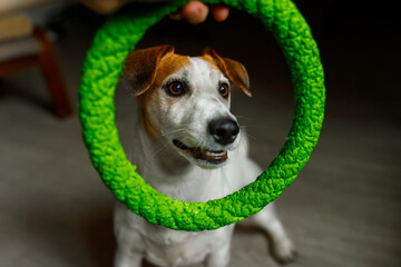 Cute dog playing with green ring toy at home.