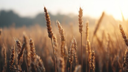 Fototapeta premium Golden wheat field stretching under a soft sunset, with a clear horizon that leaves ample copy space, capturing the warm, tranquil vibe of rural nature during the late afternoon.