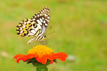butterfly on flower