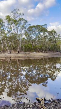 Beautiful wild eucalyptus bush reflected in a small lake at sunset, Parra Wirra Conservation Park, Yattalunga, South Australia