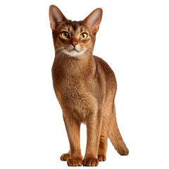 abyssinian cat png full body cat png ticked coat png sleek cat png breed cat png transparent background image