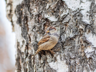 Sparrow sits on tree trunk on autumn background