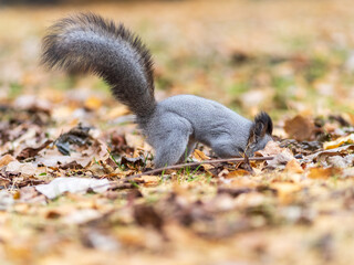 Autumn squirrel sits on green grass with yellow fallen leaves covered with first snow. Eurasian red squirrel, Sciurus vulgaris
