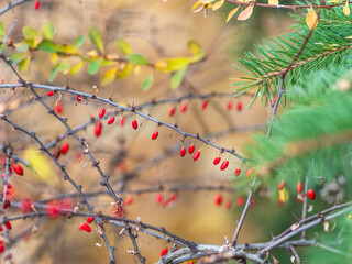 Branches of a barberry Bush with ripe red barberry berries
