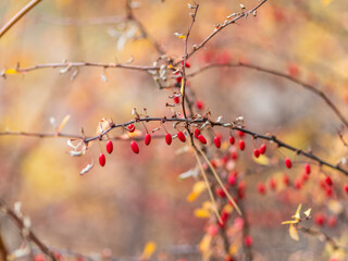Branches of a barberry Bush with ripe red barberry berries