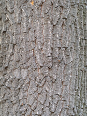 Bark texture and background of a old tree trunk. Detailed bark texture.