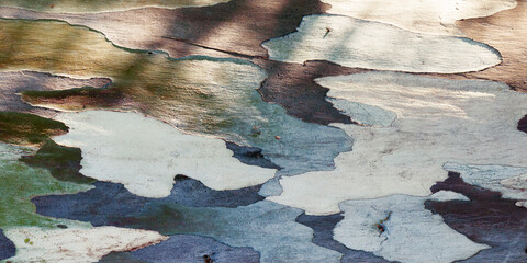 Colorful Eucalyptus tree bark texture background, natural wood patterns and rough grainy wooden surface with shadow from leaves, minimal life style banner nature concept, white blue green color © yrabota