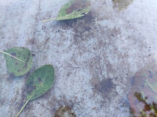 Natural background, four autumn leaves in a metal cart filled with rainwater. Leaves float gently on a shallow rain puddle. The water creates a reflective surface against the textured ground.