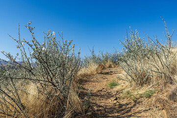Fleurs au printemps en Namibie au printemps