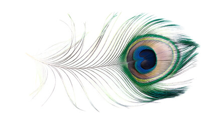 Obraz premium Peacock feather close-up isolated background
