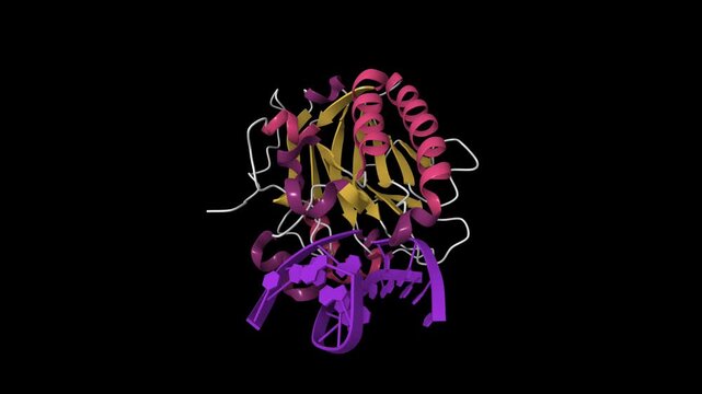 Structure of human APE1 endonuclease with bound abasic DNA. Animated 3D cartoon model, secondary structure color scheme, pdb 1de9, black background