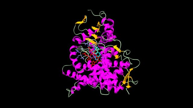 Human placental aromatase cytochrome P450 (CYP19A1) complexed with testosterone (cyan). Animated 3D cartoon model, secondary structure color scheme, pdb 5jkw, black background