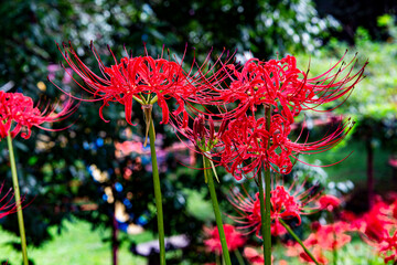 風の郷公園の彼岸花