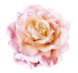Rose flower on isolated background with clipping path.  Closeup. For design. Studio shot.  Nature.