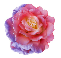 Rose  flower  on  a white isolated background with clipping path.  Closeup. For design. Studio shot.  Nature.