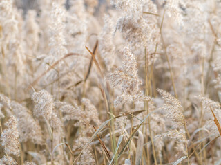 Fototapeta premium Yellow autumn fluffy feather grass with seeds on curved stems in light wind. Hello autumn concept. Natural background with copy space