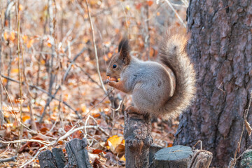 The squirrel with nut sits on tree in the autumn. Eurasian red squirrel, Sciurus vulgaris.