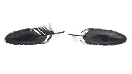 Two dark feathers isolated on transparent background