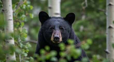 Fototapeta premium A black female bear gazes directly at the camera, surrounded by lush green foliage and slender tree trunks, embodying the beauty and intensity of wildlife in its natural habitat